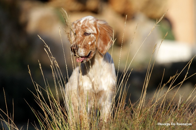 De bassegas - Joy ...