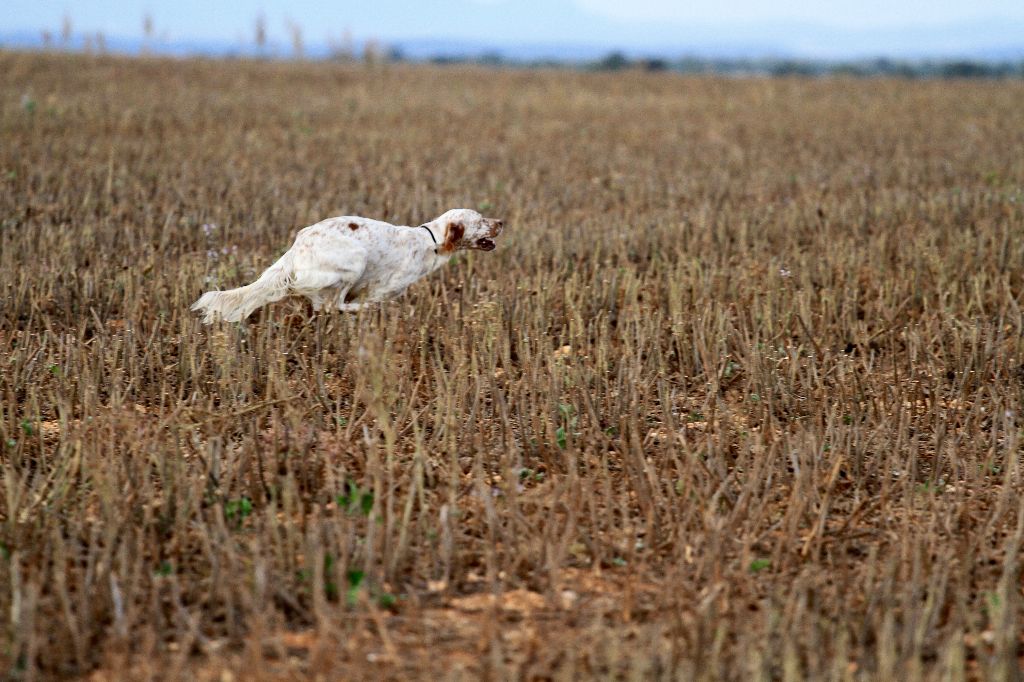 De bassegas - Confirmation de gestation pour Lora