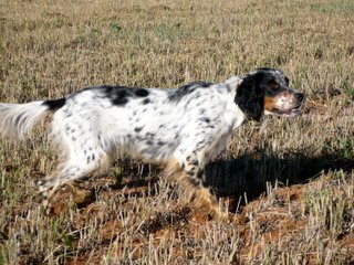 De bassegas - T.A.N. et Journée régionale  du setter anglais