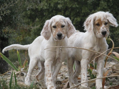 De bassegas - Les filles......