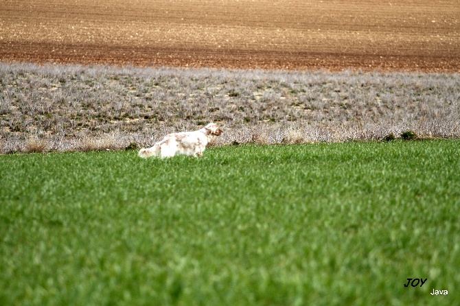 De bassegas - Joy premiers perdreaux ...