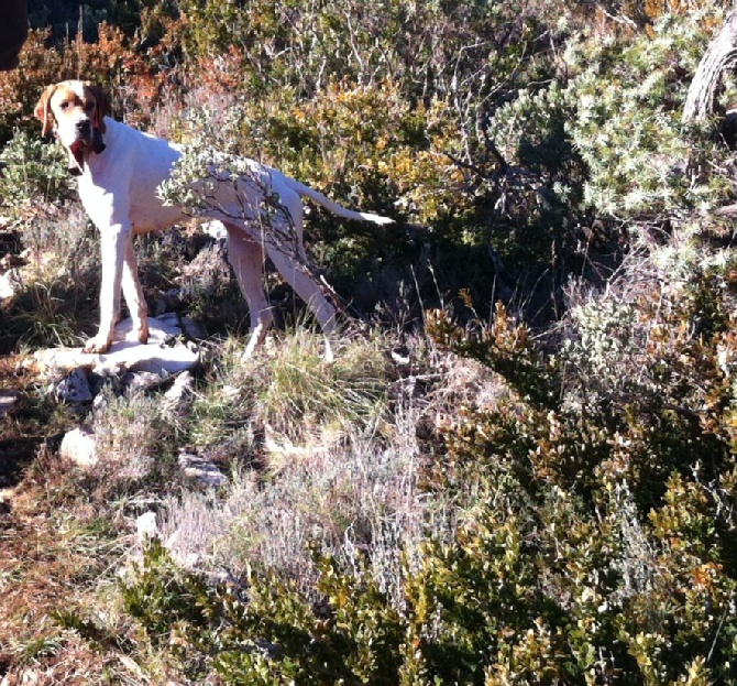 De bassegas - Pointer et bécasse .