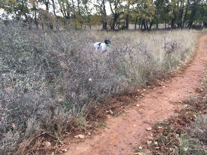 De bassegas - Le pointer en mode chasse 