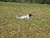  - T.A.N. et Journée régionale  du setter anglais