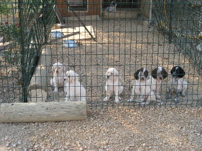 De bassegas - Les petits setters d'anita x bobet