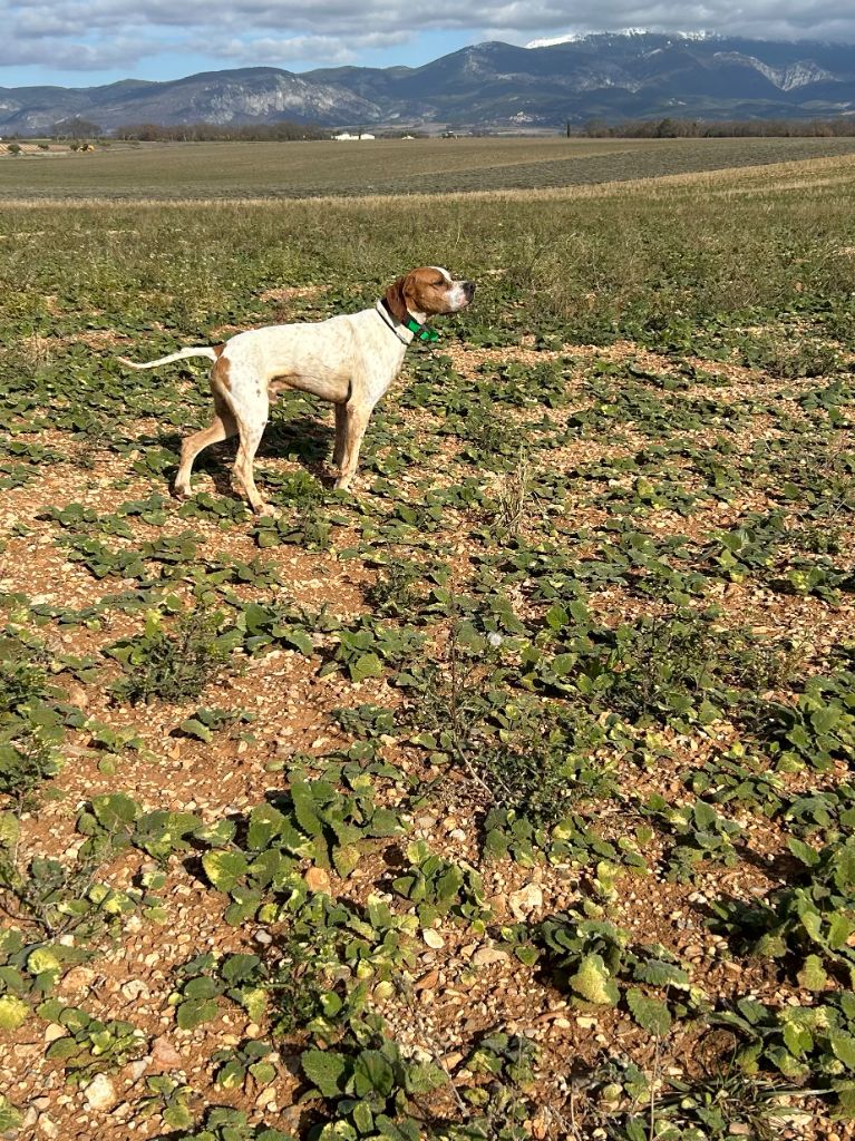 De bassegas - Portee de Pointers