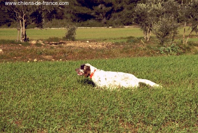 De bassegas - Adieu Champion...