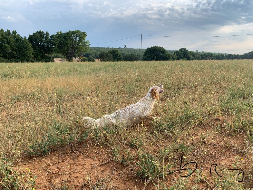 Oro De bassegas